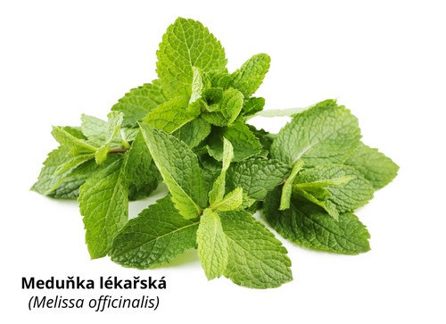 Meduňka lékařská